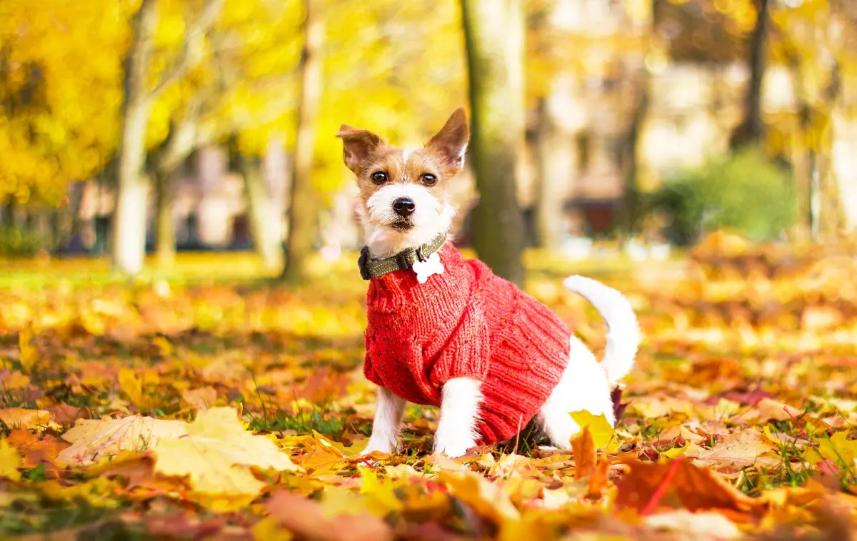 15 Best Dog Sweaters for Your Pet This Season